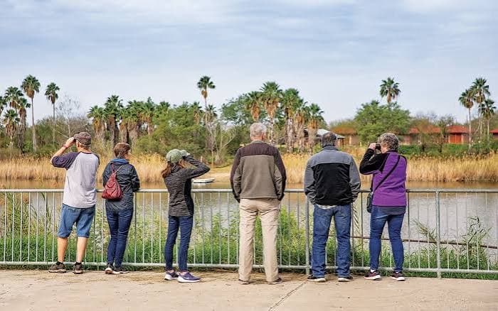 Birders lined up at an overlook fence watching a resaca lined with palm trees